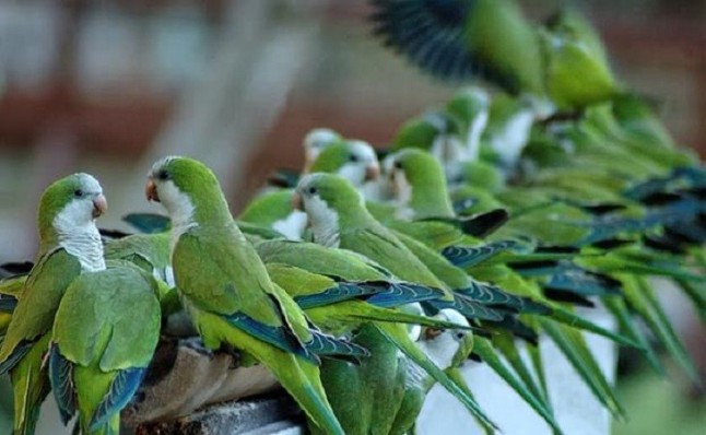 La plaga de cotorras en Sevilla