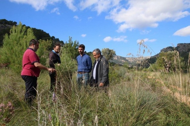La Raixa recuperará el antiguo olivar con germoplasma