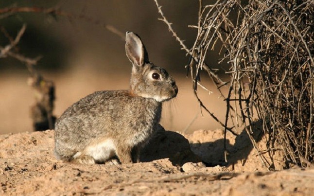 El conejo de monte deja de ser especie cinegética de interés preferente en Castilla – La Mancha