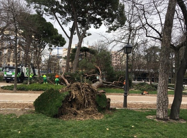 Parques históricos de Madrid informarán en pantallas de posibles riesgos de su arbolado