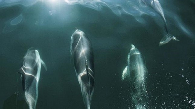 EQUO reivindica más políticas para la protección de los animales