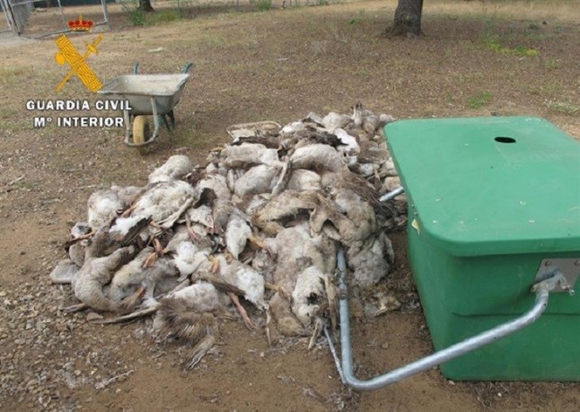 La extraña y oscura muerte de 140 ocas en una granja de Fuente Obejuna