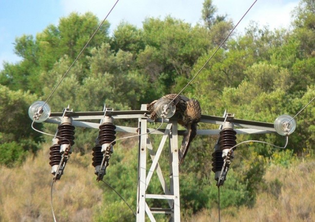Los ingenieros técnicos industriales contribuirán a evitar la electrocución de aves