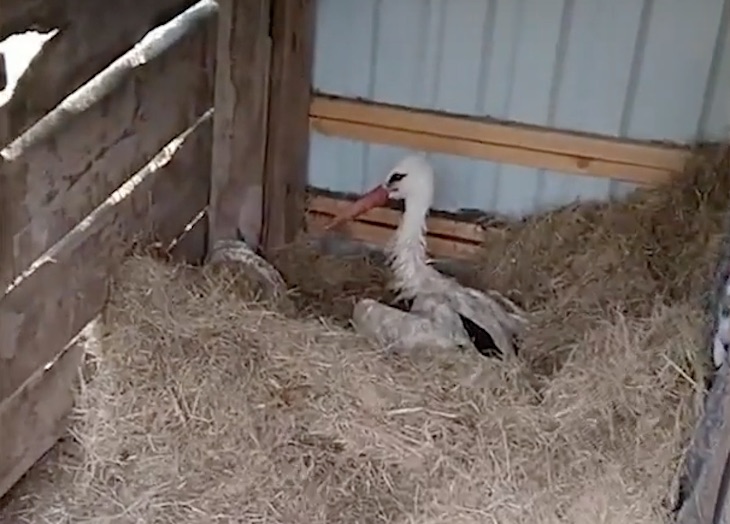 Salvan a una cigüeña salvaje atrapada en una piscina (video)
