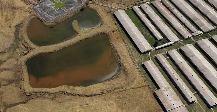 En México denunciadas casi 50 granjas industriales por daños ambientales