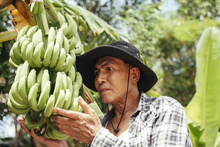 Se disparan alarmas en Perú y Ecuador por ‘pandemia’ del banano y expertos piden cooperación público-privada para enfrentar la plaga