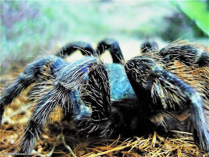 Explicación a por qué las tarántulas son azules y verdes