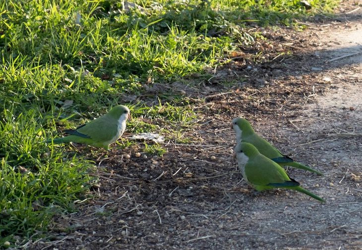Las cotorras en Madrid ‘lo tienen crudo’