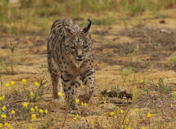 La población de linces ibéricos alcanza ‘records históricos’