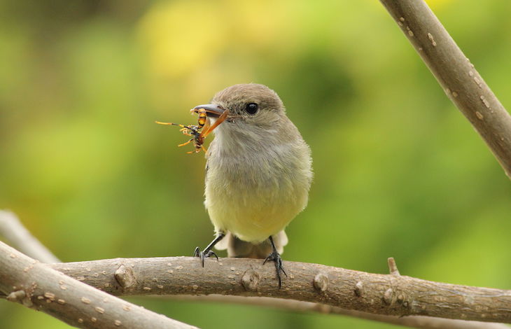 Las acciones humanas amenazan la estabilidad de las redes de interacción entre las especies