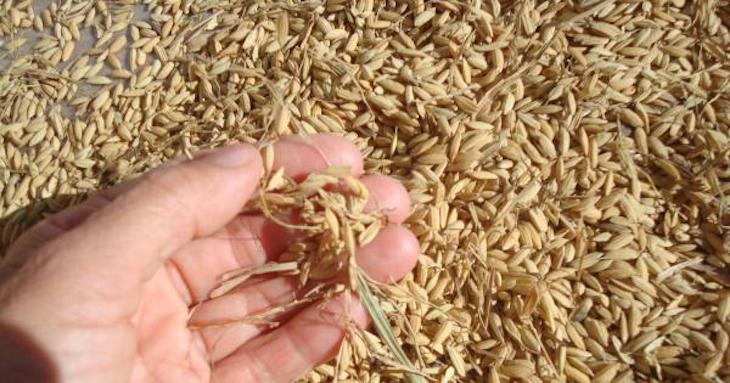 Residuos. Goodyear utilizará sílice de ceniza de cáscara de arroz en sus neumáticos