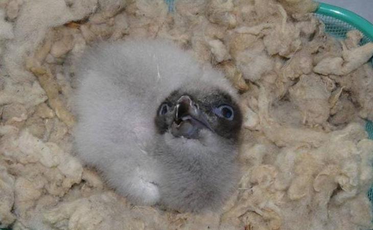 Nace en Cazorla (Jaén) la primera cría de quebrantahuesos de la temporada