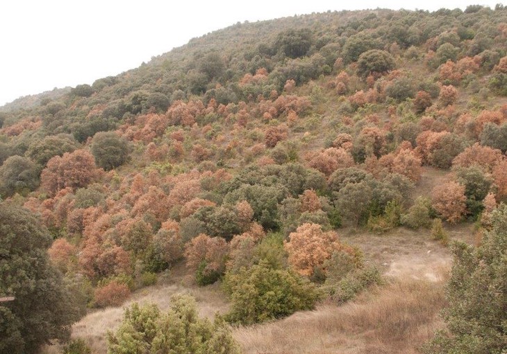 Cambio climático. Los ecosistemas mediterráneos se calientan un 20% más rápido que la media mundial