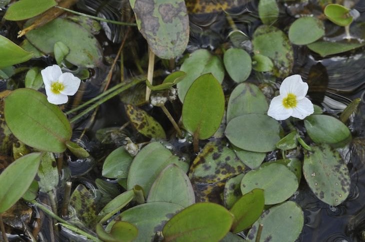Se descubre la existencia de una planta hasta ahora desconocida en las sierras calizas de Burgos