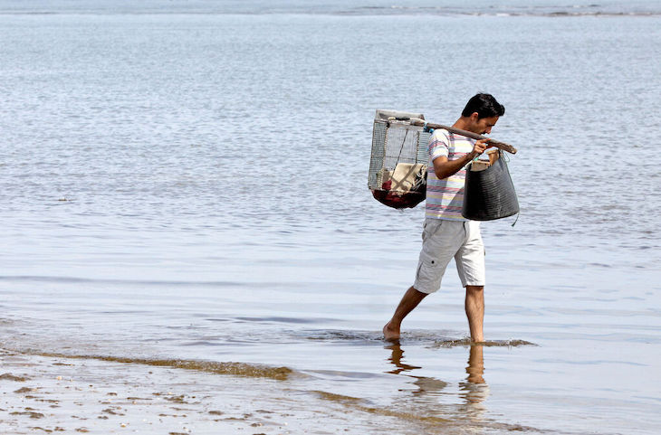 Andalucía convoca cien nuevas licencias para el marisqueo a pie en Huelva y Cádiz