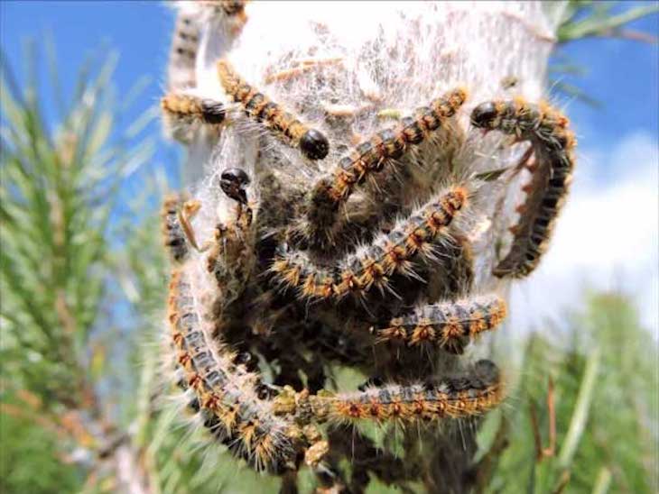 Sanidad Forestal iniciará la próxima semana la campaña de eliminación de bolsas de procesionaria en las Pitiusas