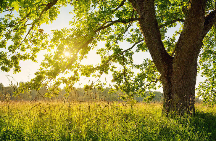 Un ecosistema sano es el mejor ‘antídoto’ para las pandemias