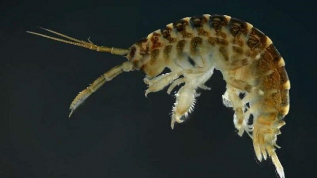 El camarón asesino en los ríos europeos