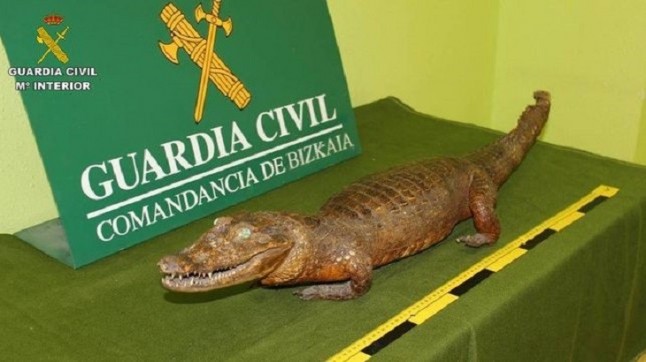 La Guardia Civil recupera especímenes de más de 14 especies protegidas de fauna silvestre en Bizkaia