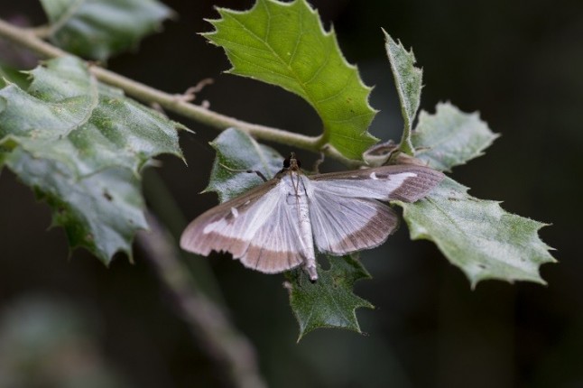 Urgen en Baleares medidas para frenar la invasión de la mariposa del boj
