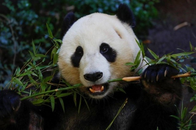 La dieta de bambú del panda gigante se parece a la carnívora