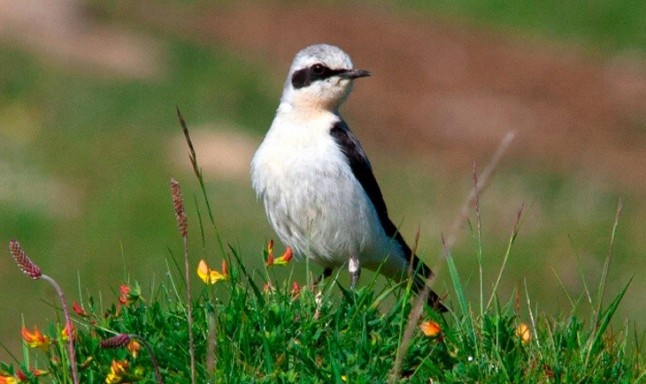 La revista Ardeola hace historia