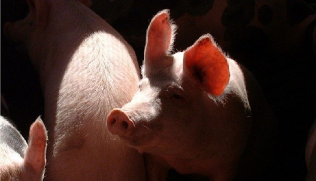 Una explotación porcina en Almonacid del Marquesado (Cuenca) está en funcionamiento sin la concesión de agua