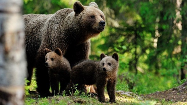 La población de osos en Castilla y León se incrementó hasta las ocho osas y las 14 crías