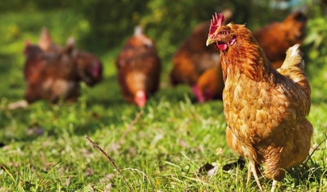 Gálvez (Toledo) estrena explotación agrícola de producción de huevos camperos con 5.000 gallinas