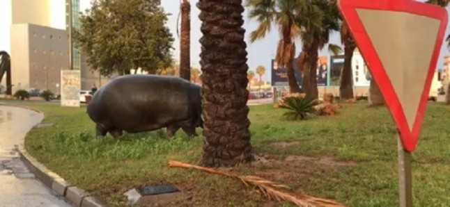 El Ayuntamiento de Roquetas de Mar (Almería) ordena precintar el circo del que se escapó un hipopótamo