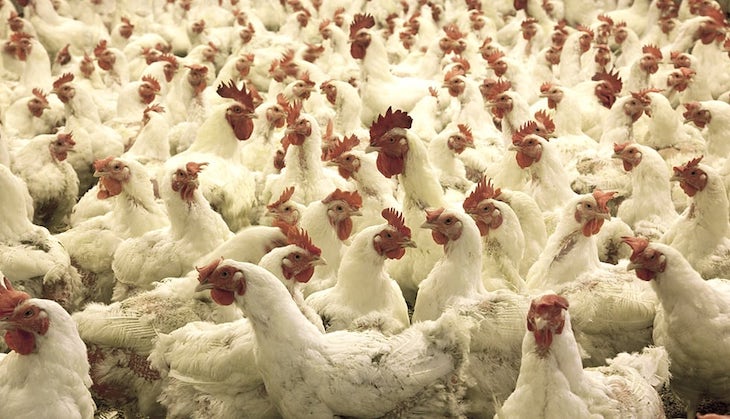 Naturaleza. La gripe aviar que ‘sobrevuela’ Europa