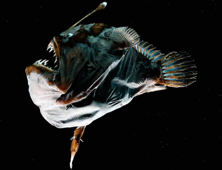 Los ‘secretos’ de los rapes abisales