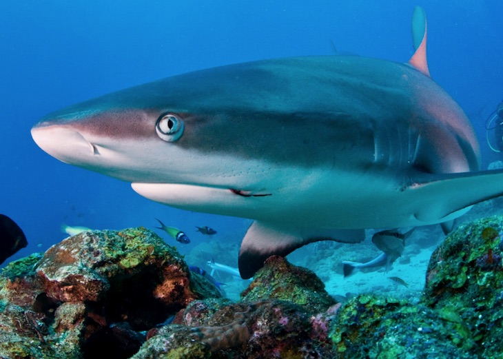 Trabajando para asegurar el futuro de tiburones y rayas en el Mediterráneo