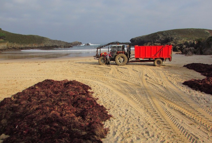 El Gobierno de Asturias sigue apostando por acabar con la biodiversidad de la plataforma marina