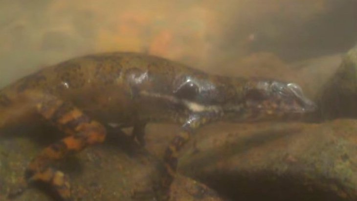 Aquí tienes la respuesta a como los lagartos respiran bajo el agua