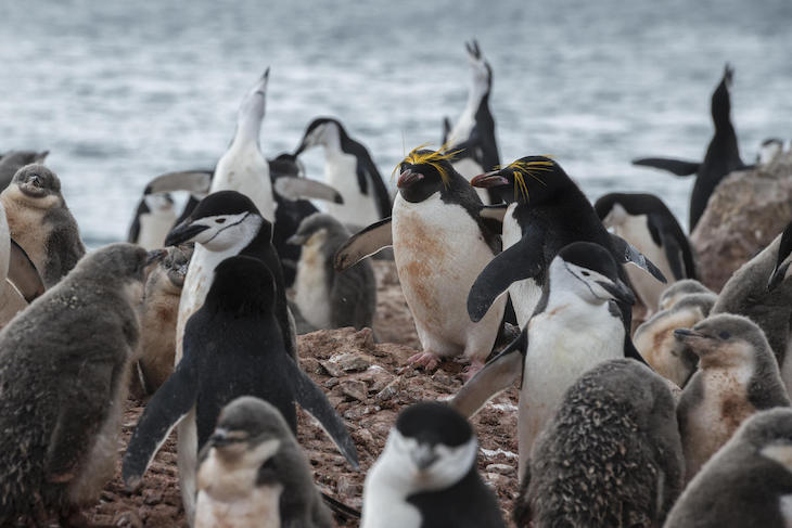 Los pingüinos ‘tienen los días contados’ en la Antártida