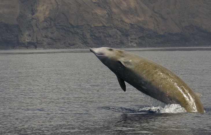 Un estudio concluye que el miedo a las orcas extrema la sincronización del buceo de los zifios