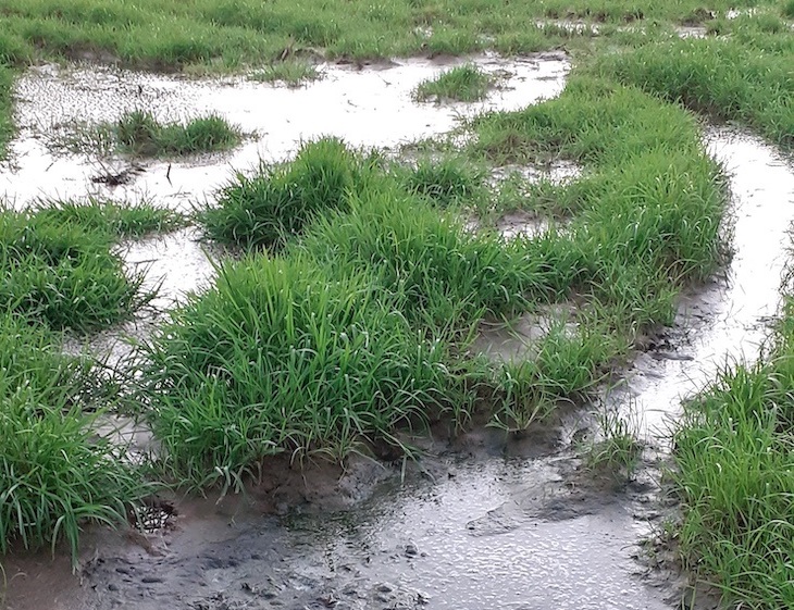 Asturias. Denunciamos vertidos de purines a la reserva de la ría de Villaviciosa