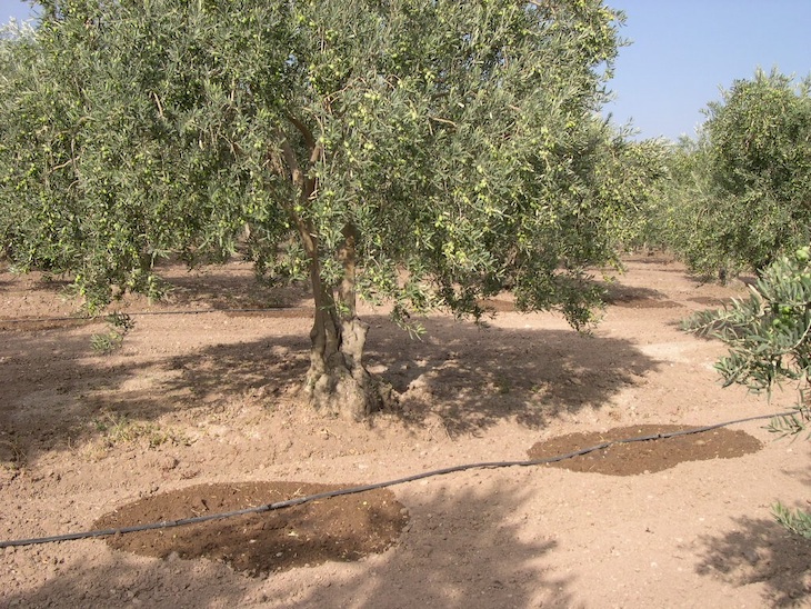 Evaluando la rentabilidad del riego en la agricultura ante el cambio climático