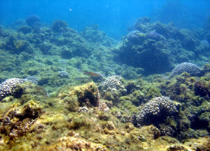 La acidificación amenaza con colapsar los corales de aguas profundas