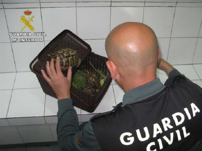 Detenido un hombre por transportar sin documentación una tortuga mora desde el norte de África al puerto de Almería