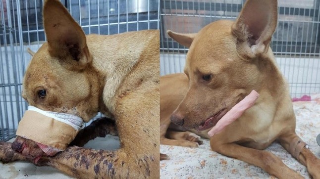Paraguay: Un grupo de niños hizo estallar un petardo en el hocico de un perro