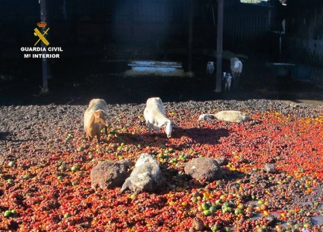 Investigado en Motril por dejar morir de hambre a dos caballos y cuatro ovejas