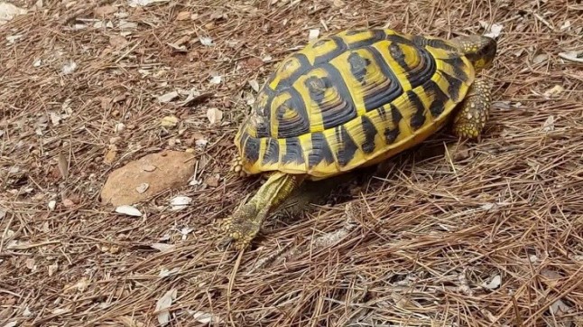 Incautan más de 100 tortugas de diversas especies protegidas en Valencia y Alicante