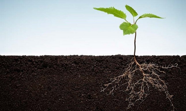 Investigadores de la UPV hallan un mecanismo molecular "fundamental" en el crecimiento de las raíces de plantas