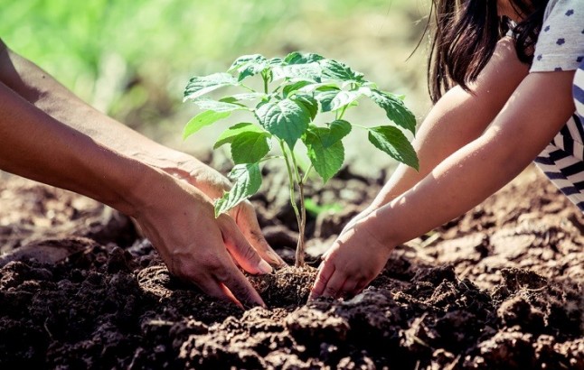 Matamorisca (Palencia) acoge una plantación 17.000 árboles que absorberán 3.300 toneladas de CO2 en 30 años