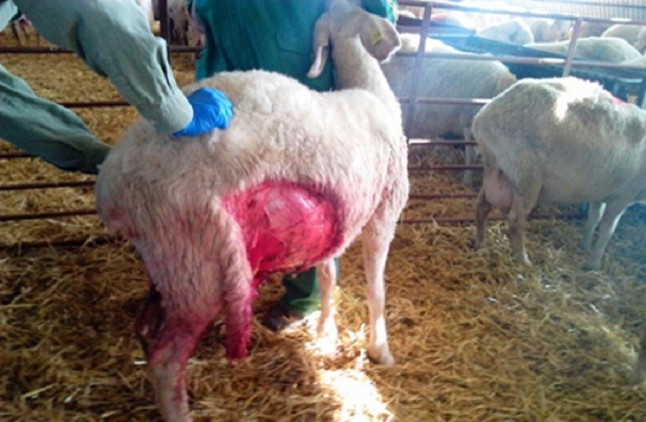 Oleada de ataques de perros a ganado en Jaén