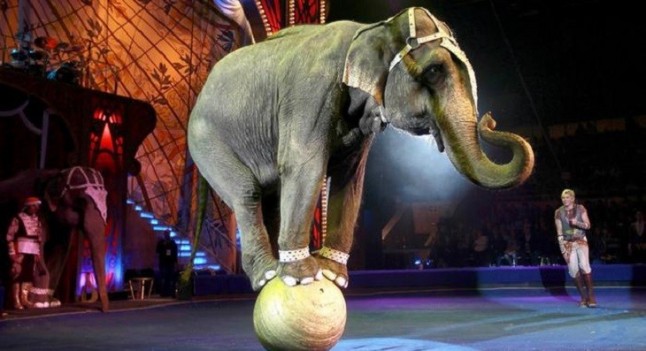 Movimientos para conseguir la prohibición definitiva de animales salvajes en los circos