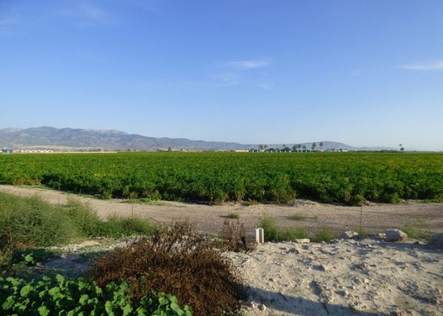 Regadío ilegal en los Saladares del Guadalentín