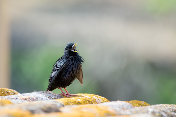 Naturaleza. Nuevo Atlas Europeo de las Aves Reproductoras